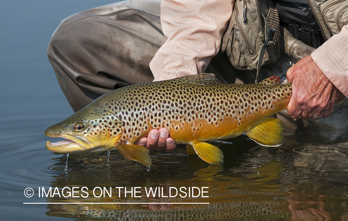 Flyfisherman releasing brown trout.