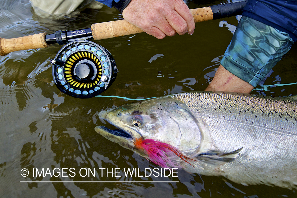 Flyfisherman with King Salmon.