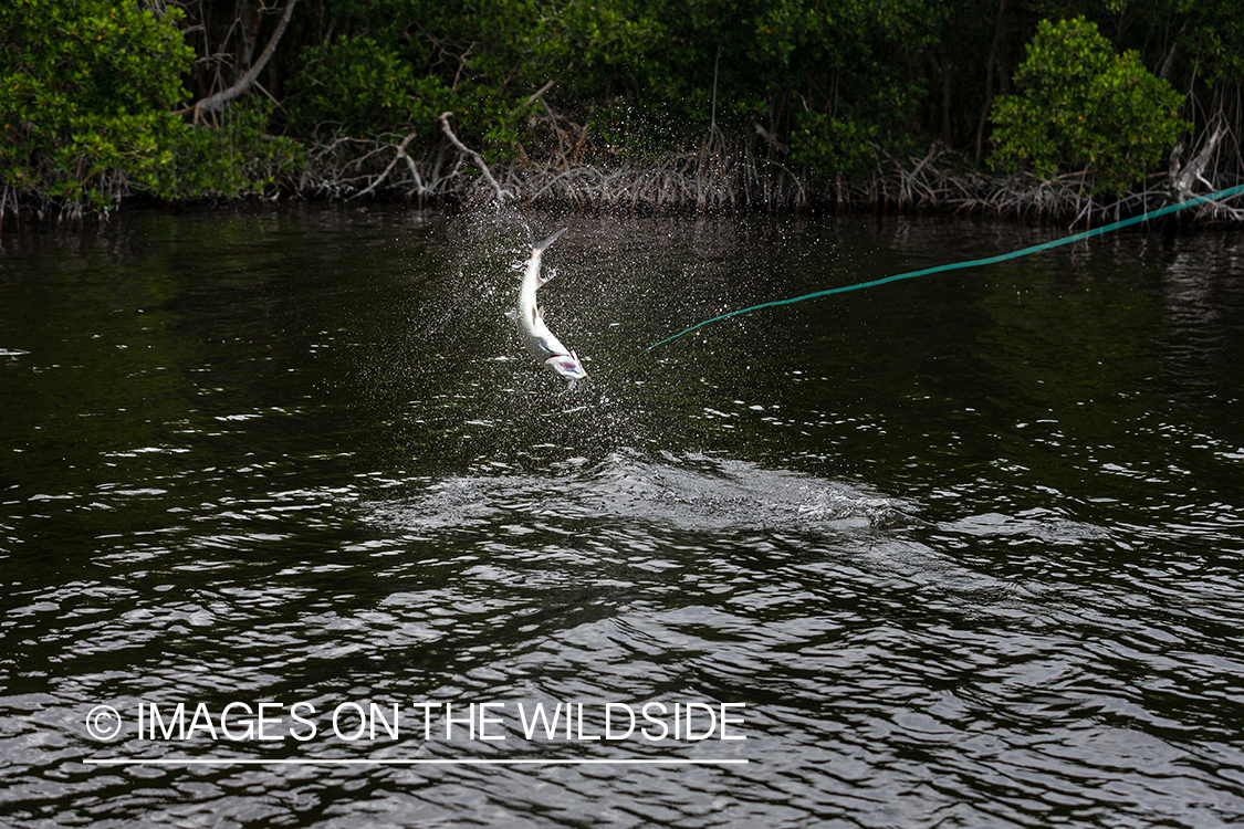 Tarpon on the line jumping.