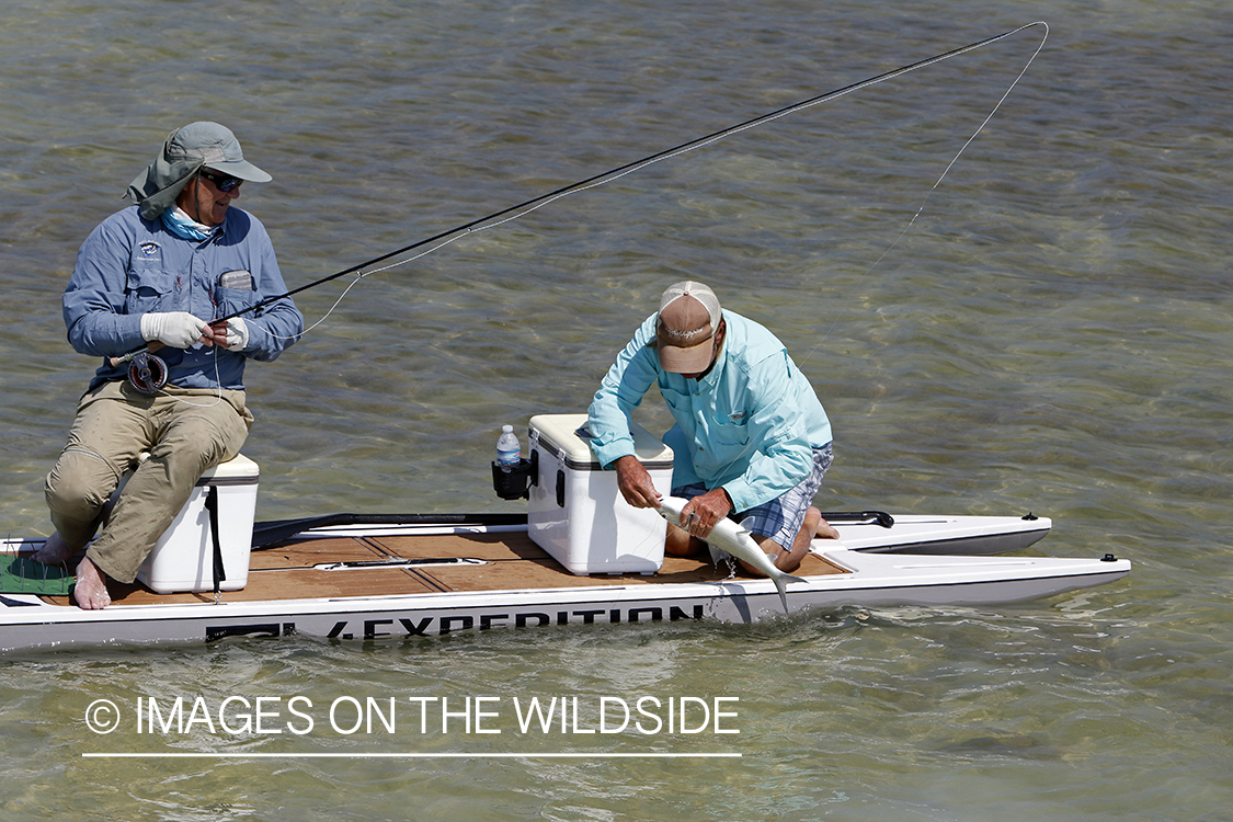 Flyfisherman landing bonefish.