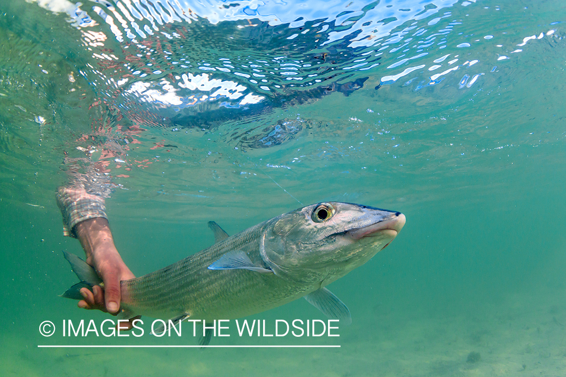 Flyfisherman releasing Bonefish.