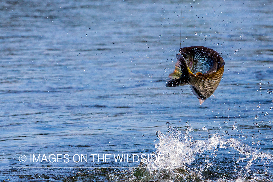 Piranha on hook jumping in Kendjam region, Brazil.