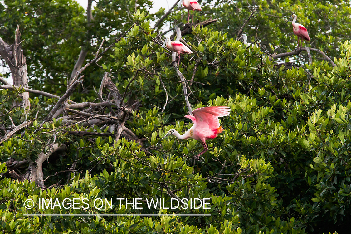 Roseate spoonbill in flight.