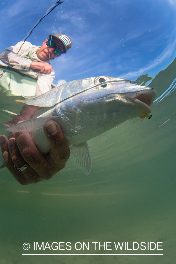 Flyfisherman releasing bonefish.