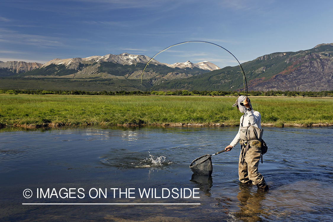 Flyfisherman fighting with trout.