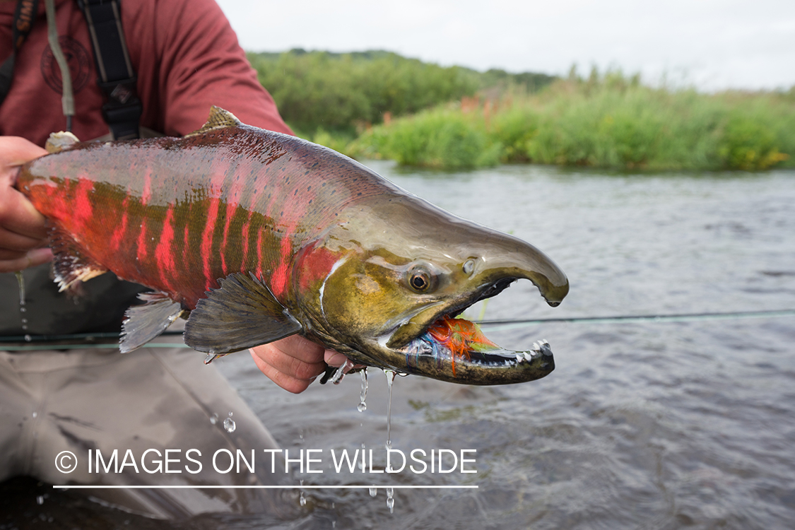 Flyfisherman with cherry salmon in Sedanka river in Kamchatka Peninsula, Russia.