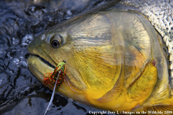 Golden Dorado fish species