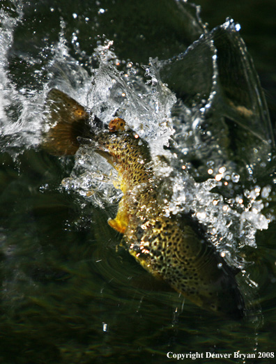 Brown Trout underwater