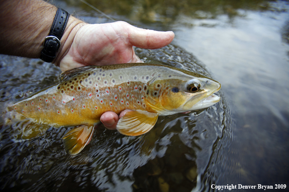 Brown trout species