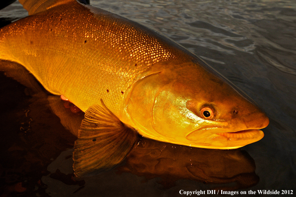 Sea run brown trout. 