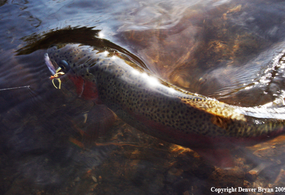 Rainbow trout species