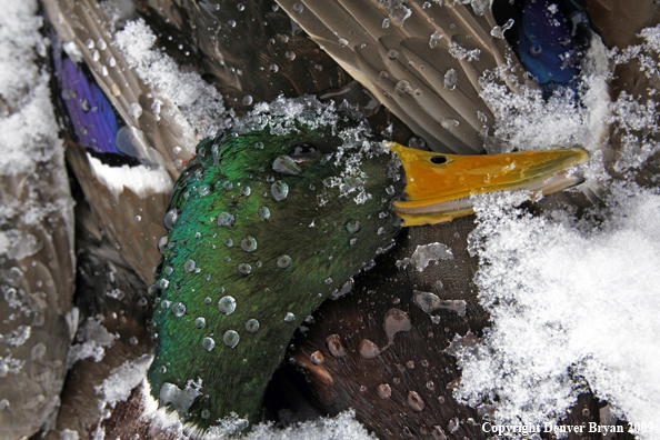 Hunter-killed mallard ducks.