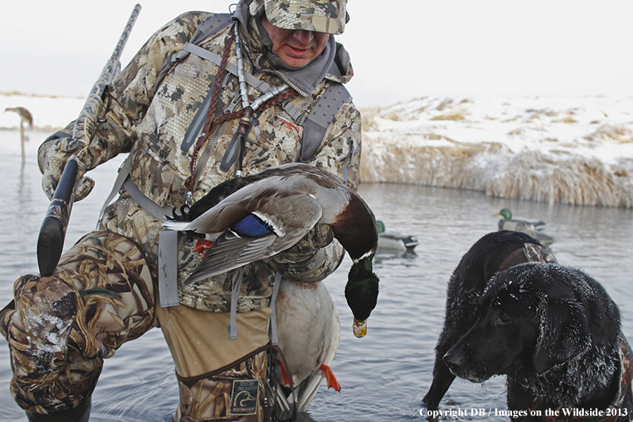 Waterfowl hunter with dog and downed waterfowl.