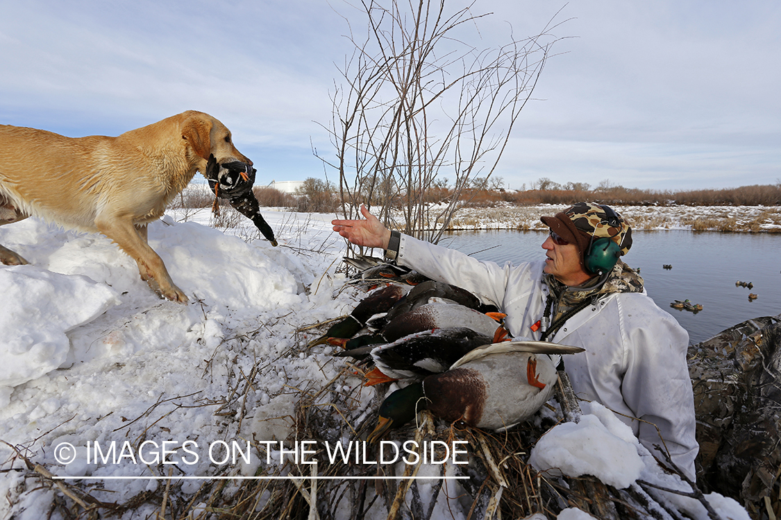 Yellow labrador retrieving downed waterfowl.