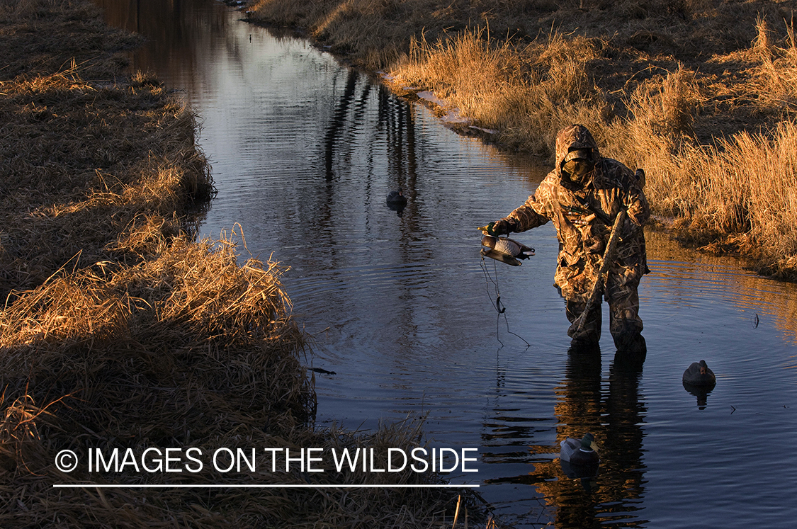 Waterfowl hunter setting up duck decoys.