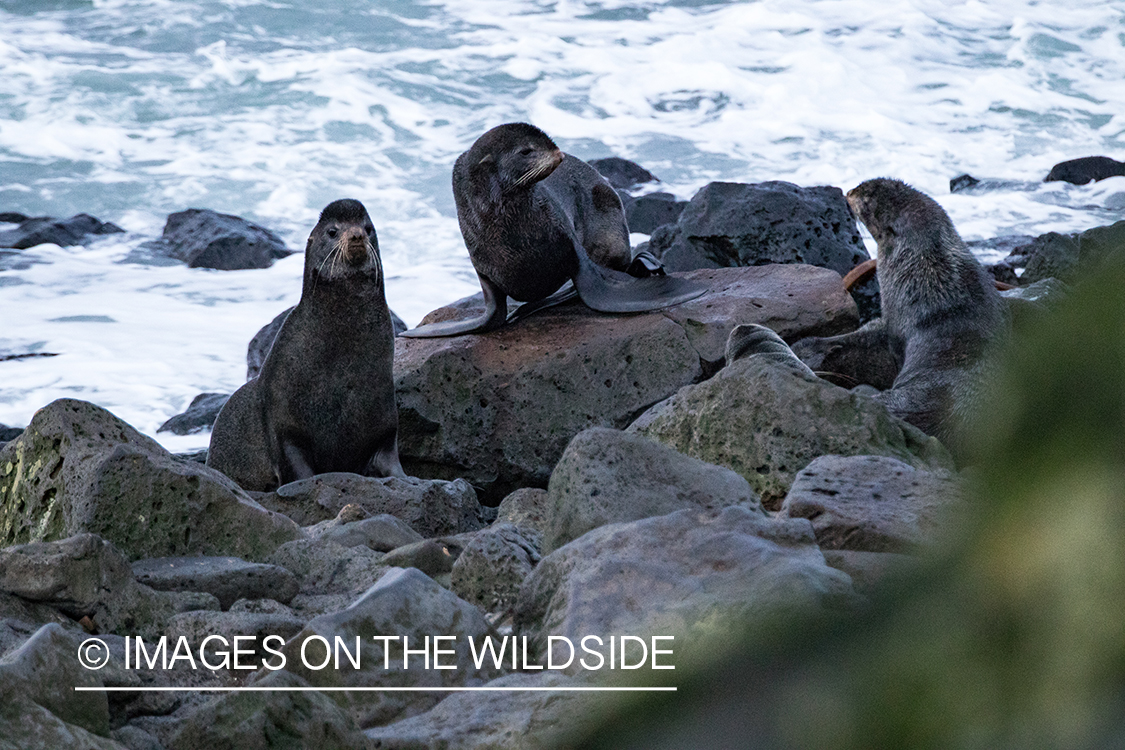 King Eider and Long-tailed duck hunting in Alaska, seals on shoreline.