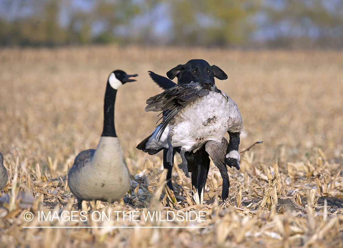 Black lab retrieving downed canadian goose.