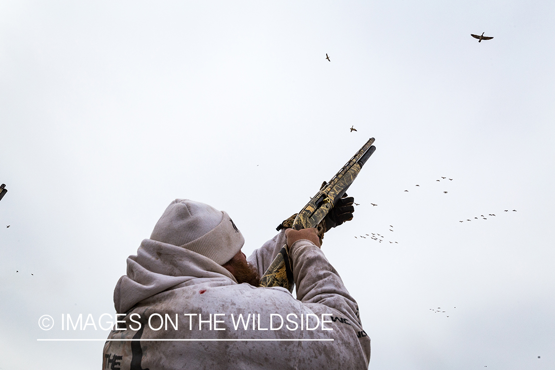 Hunter shooting geese.