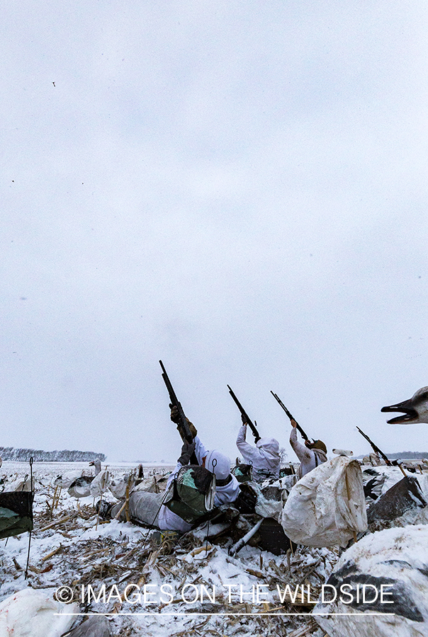 Hunters shooting geese.
