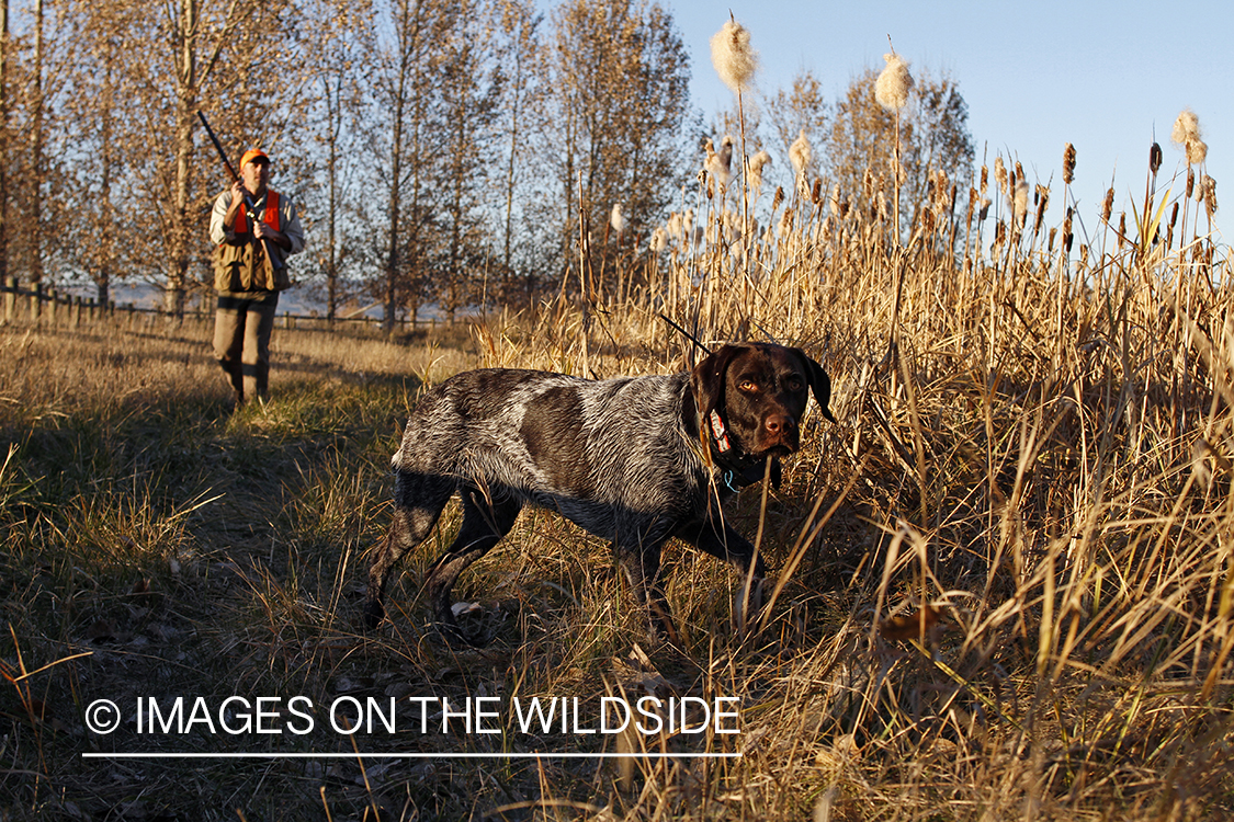 Upland game bird hunter in field with Griffon Pointer.