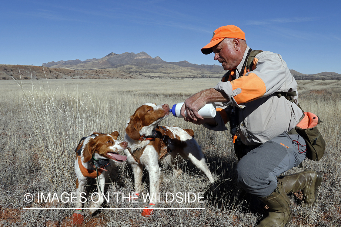 Mearns quail hunting with Brittany Spaniel.