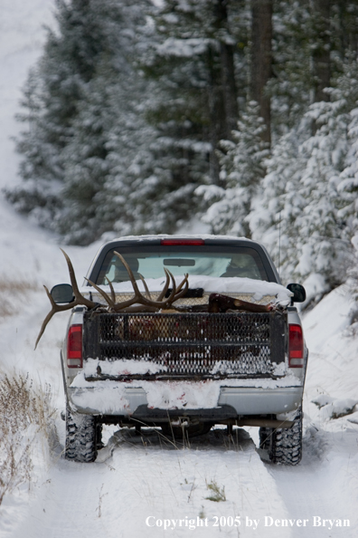 Field dressed bull elk in back of truck.