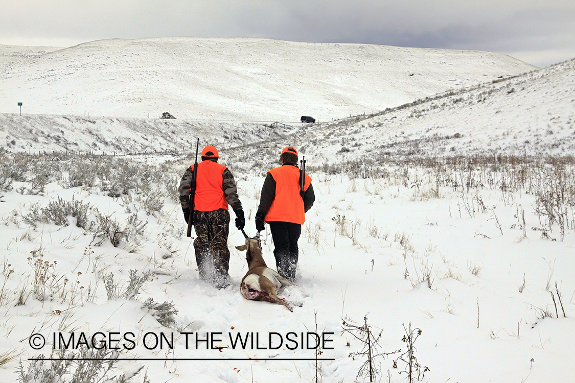 Young hunters dragging bagged pronghorn antelope. 