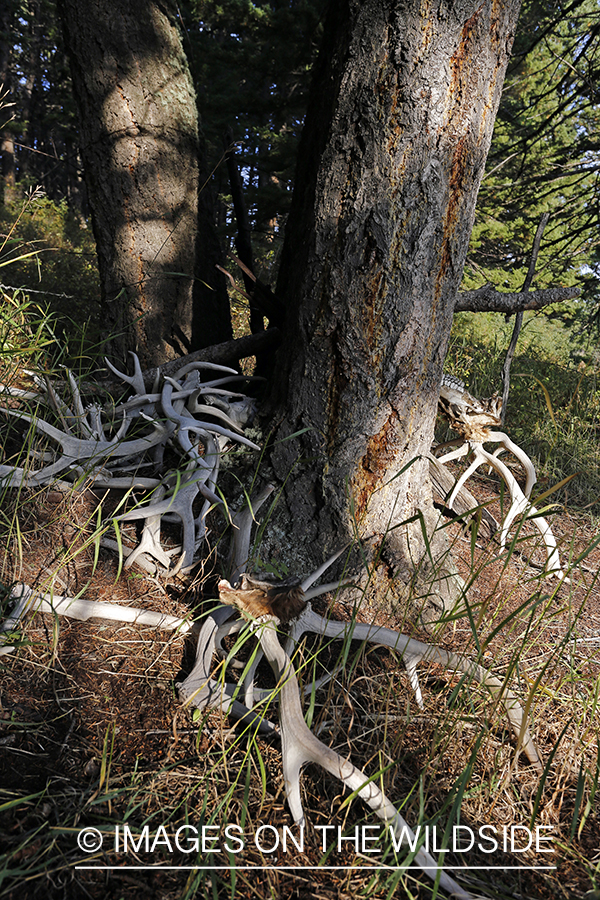 Elk antler sheds.