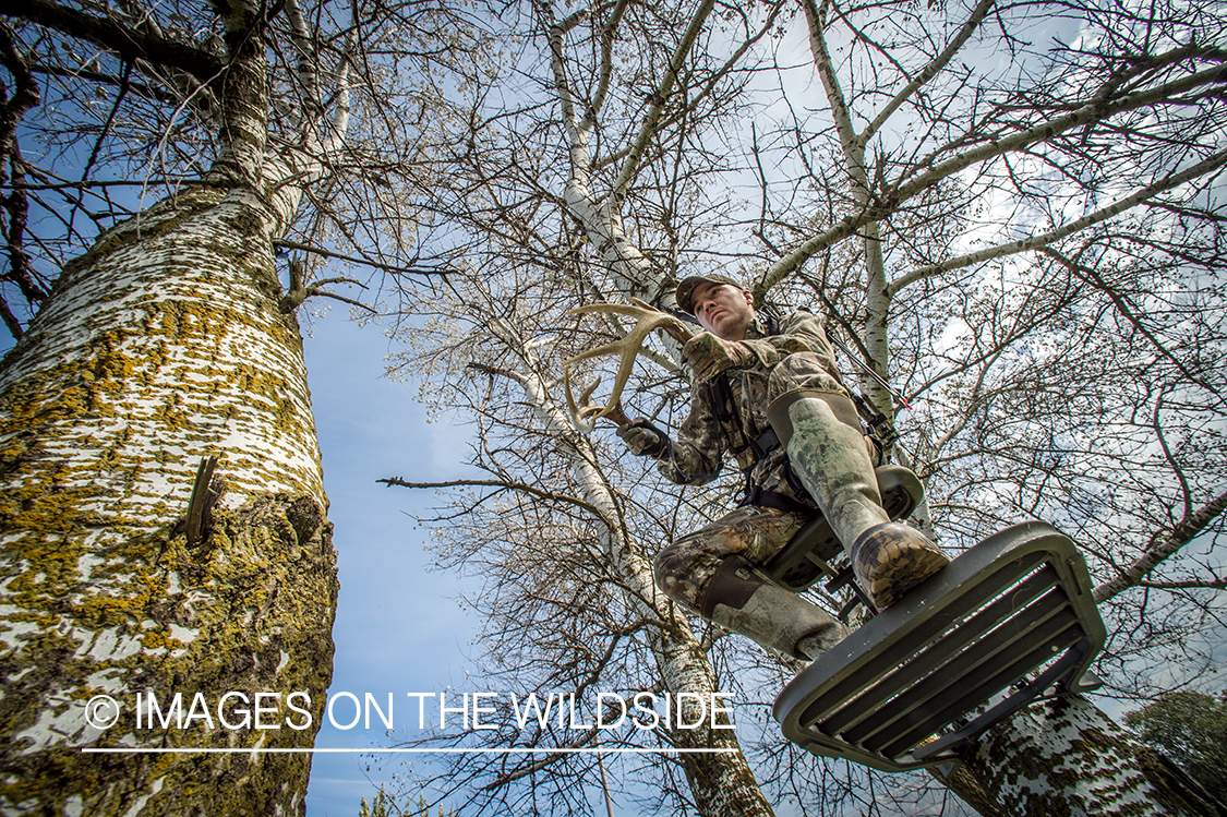 Bow hunter rattling antlers in tree stand for bucks.