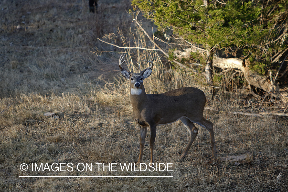 White-tailed buck in field.