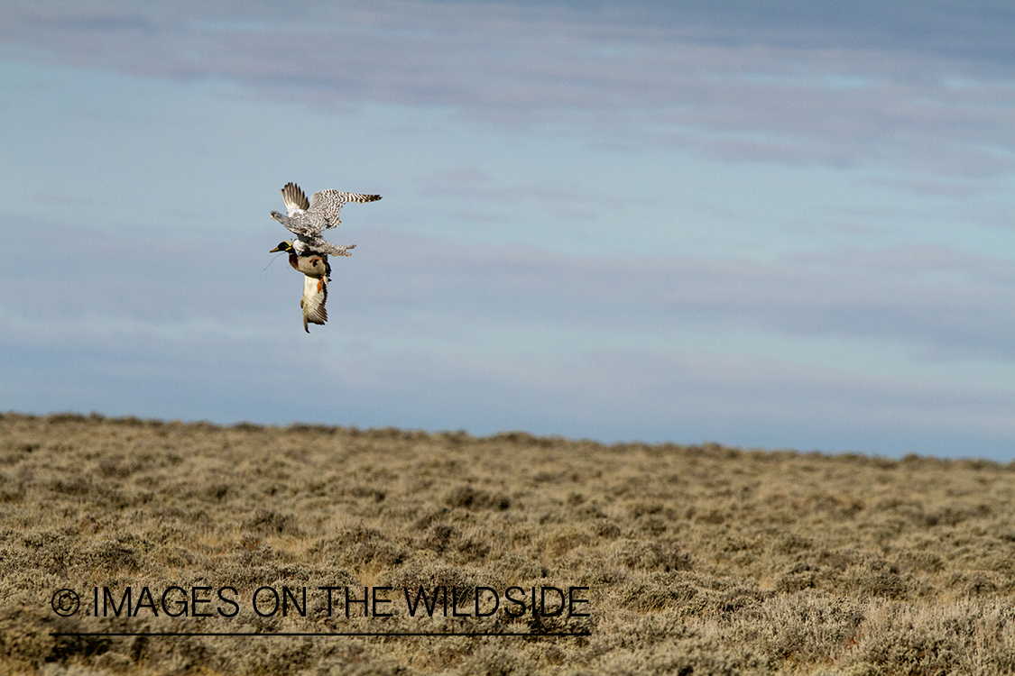 Gyr falcon in white phase attacking mallard drake in flight.