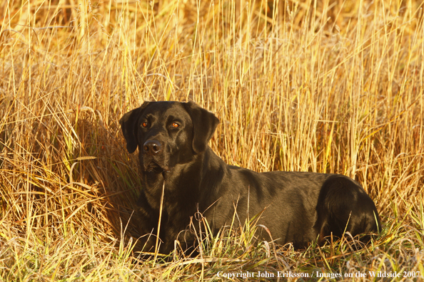 Black Labrador Retriever in field