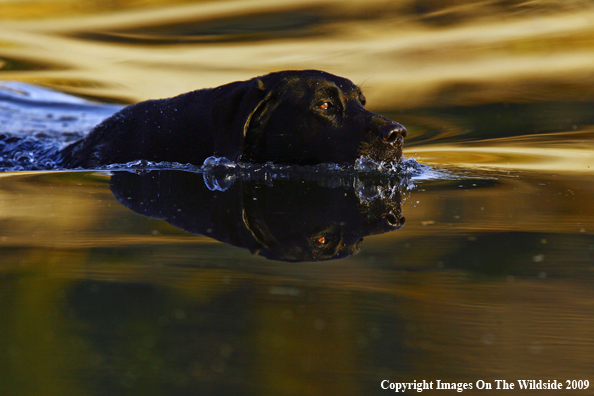 Black Labrador Retriever