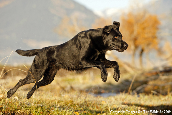 Black Labrador Retriever