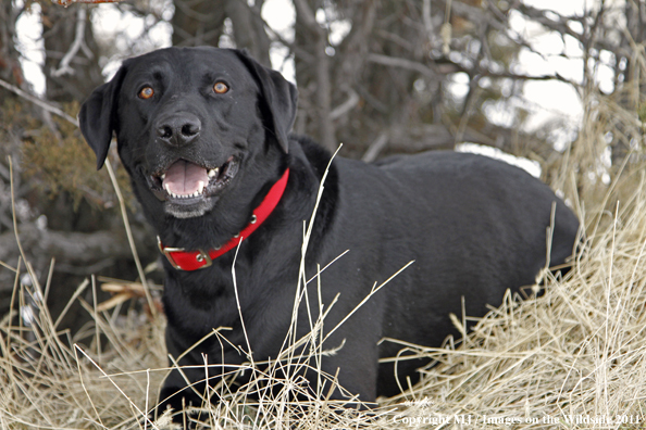 Black Labrador Retriever in winter. 