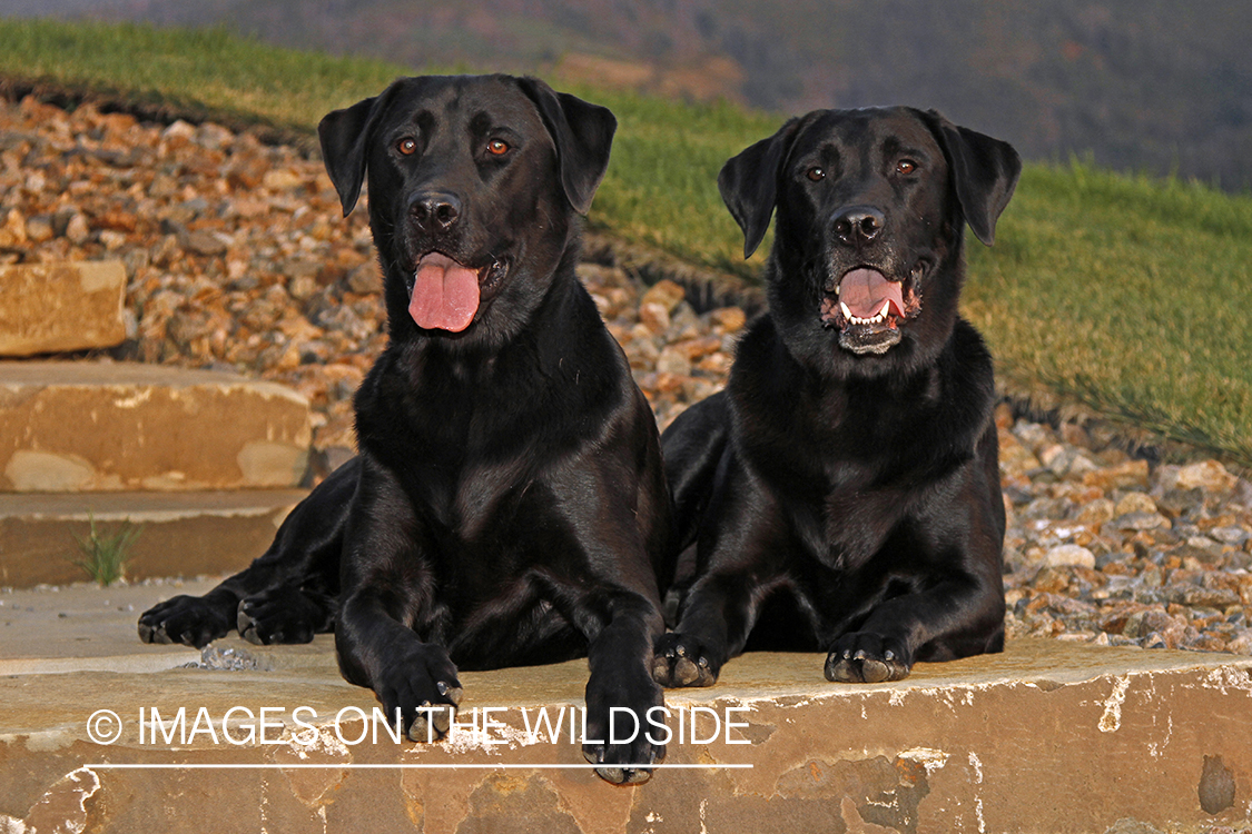 Black Labrador Retrievers