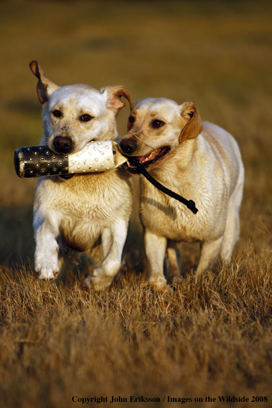 Yellow Labrador Retrievers in field