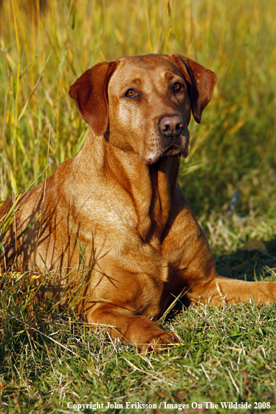 Yellow Labrador Retriever