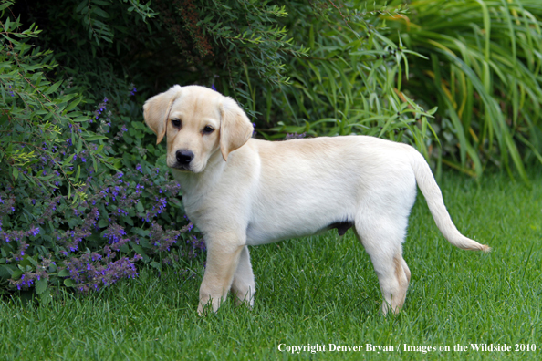 Yellow Labrador Retriever Puppy 