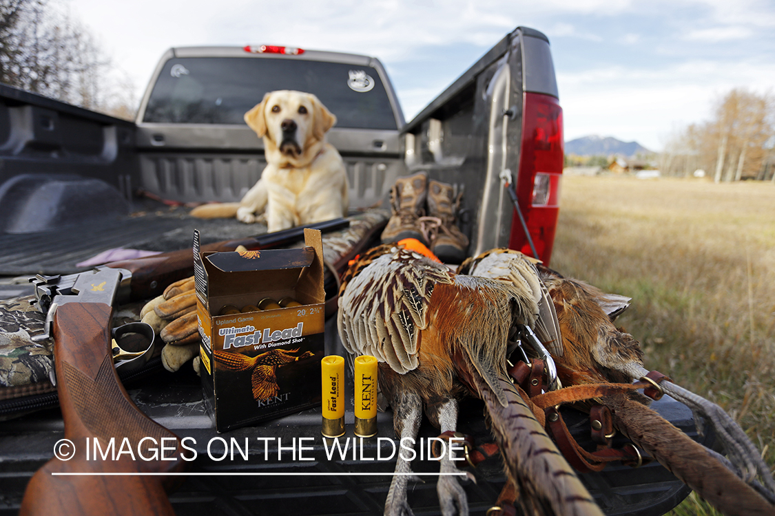 Yellow lab with bagged pheasant in back of pick-up.