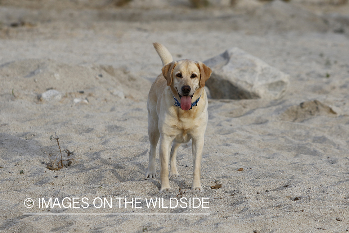 Yellow lab exploring beach.