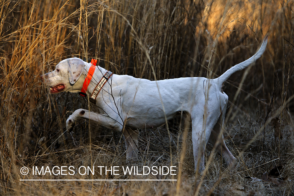 English pointer on bobwhite quail hunt.