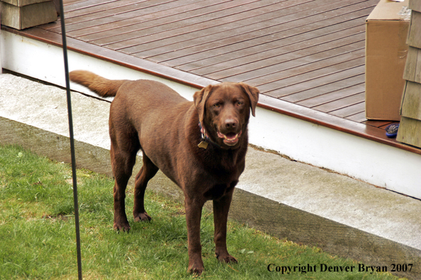 Chocolate Labrador Retriever