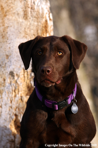 Chocolate Labrador Retriever in field