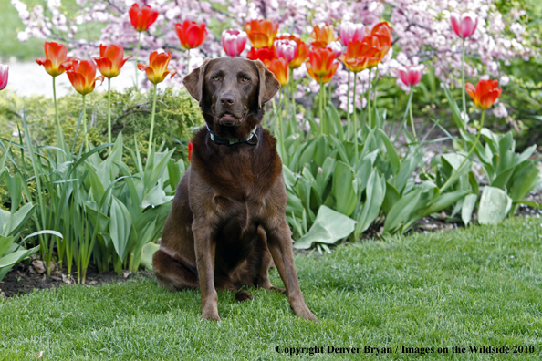 Chocolate Labrador Retriever