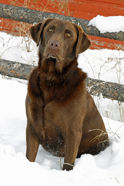 Chocolate Labrador Retriever