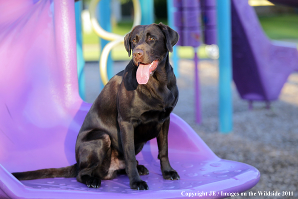 Chocolate Labrador Retriever.