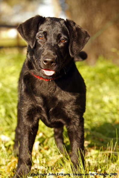 Black Labrador Retriever pup