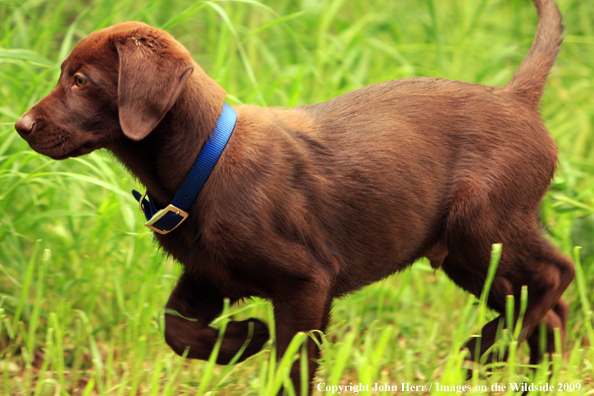 Chocolate Labrador Retriever puppy in field