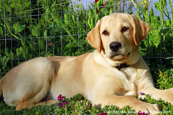 Yellow Labrador Retriever puppy